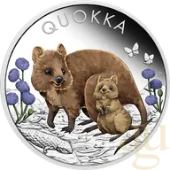 1 Unze Silbermünze Australien Quokka 2022 coloriert - polierte Platte