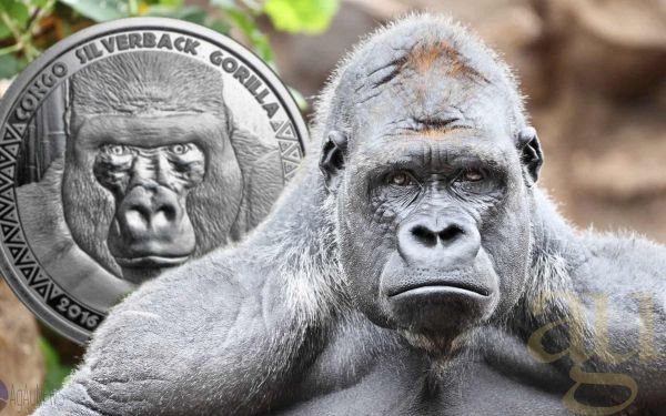 1 Unze Silbermünze Afrika Kongo Silberrücken Gorilla 2016