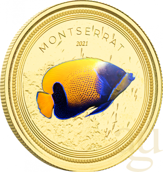 1 Unze Goldmünze EC8 Montserrat - Angelfish 2021 - coloriert